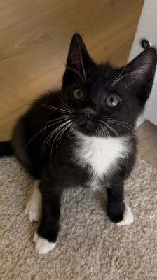Tofu – Katze, Männchen, Alter unbekannt, 39576 Stendal – Foto 1