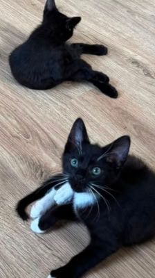 Tofu – Katze, Männchen, Alter unbekannt, 39576 Stendal – Foto 2