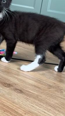Tofu – Katze, Männchen, Alter unbekannt, 39576 Stendal – Foto 3