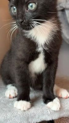 Tofu – Katze, Männchen, Alter unbekannt, 39576 Stendal – Foto 4