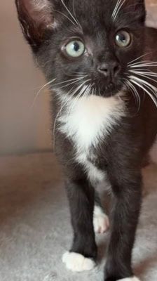 Tofu – Katze, Männchen, Alter unbekannt, 39576 Stendal – Foto 5