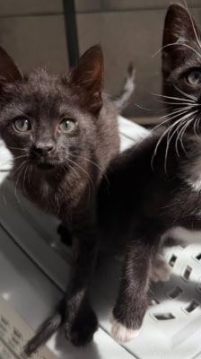 Tofu – Katze, Männchen, Alter unbekannt, 39576 Stendal – Foto 6