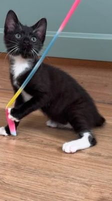 Tofu – Katze, Männchen, Alter unbekannt, 39576 Stendal – Foto 7