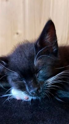 Tofu – Katze, Männchen, Alter unbekannt, 39576 Stendal – Foto 8