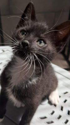 Tofu – Katze, Männchen, Alter unbekannt, 39576 Stendal – Foto 9