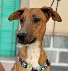 Roy – Podenco-Schäferhund-Mischling, Männchen, 3 Monate, 65520 Bad Camberg – Foto 1