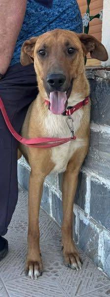 Roy – Podenco-Schäferhund-Mischling, Männchen, 3 Monate, 65520 Bad Camberg – Foto 2