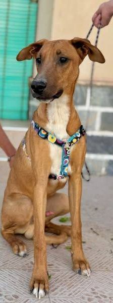 Roy – Podenco-Schäferhund-Mischling, Männchen, 3 Monate, 65520 Bad Camberg – Foto 3
