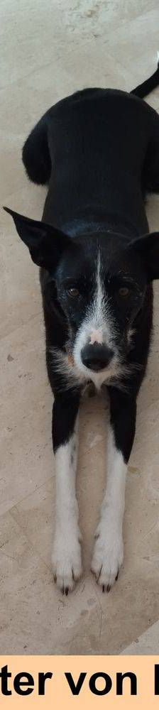 Roy – Podenco-Schäferhund-Mischling, Männchen, 3 Monate, 65520 Bad Camberg – Foto 4
