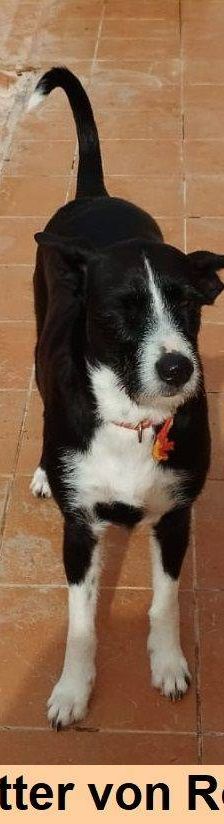 Roy – Podenco-Schäferhund-Mischling, Männchen, 3 Monate, 65520 Bad Camberg – Foto 5