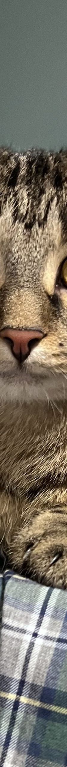 Pitschi (Peachy) – Katze, Weibchen, 2 Monate, 97816 Lohr – Foto 1