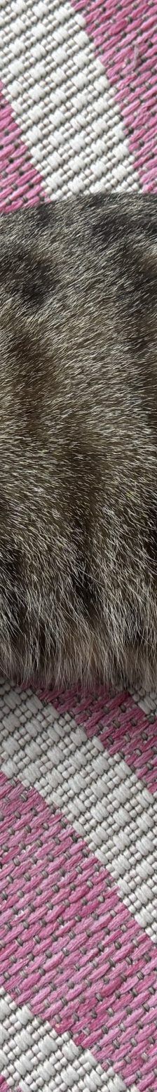 Pitschi (Peachy) – Katze, Weibchen, 2 Monate, 97816 Lohr – Foto 2
