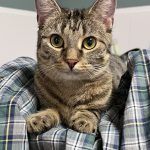 Pitschi (Peachy) – Katze, Weibchen, 2 Monate, 97816 Lohr – Foto 14