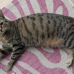 Pitschi (Peachy) – Katze, Weibchen, 2 Monate, 97816 Lohr – Foto 15