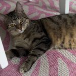 Pitschi (Peachy) – Katze, Weibchen, 2 Monate, 97816 Lohr – Foto 16