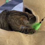Pitschi (Peachy) – Katze, Weibchen, 2 Monate, 97816 Lohr – Foto 17