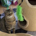 Pitschi (Peachy) – Katze, Weibchen, 2 Monate, 97816 Lohr – Foto 18