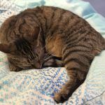 Pitschi (Peachy) – Katze, Weibchen, 2 Monate, 97816 Lohr – Foto 19