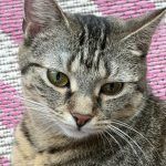 Pitschi (Peachy) – Katze, Weibchen, 2 Monate, 97816 Lohr – Foto 20