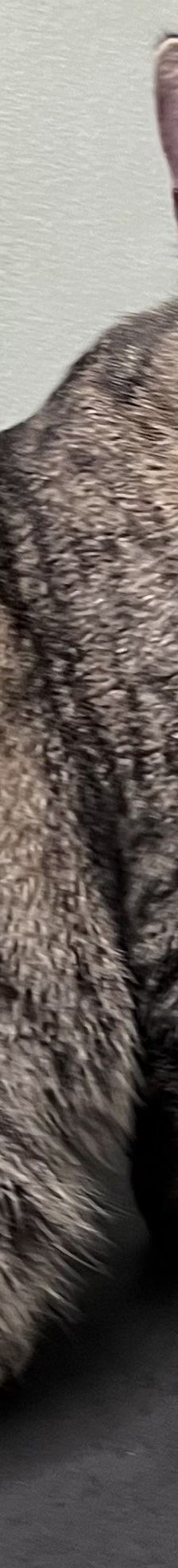 Pitschi (Peachy) – Katze, Weibchen, 2 Monate, 97816 Lohr – Foto 3