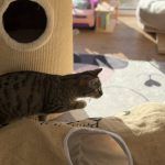 Pitschi (Peachy) – Katze, Weibchen, 2 Monate, 97816 Lohr – Foto 21