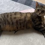 Pitschi (Peachy) – Katze, Weibchen, 2 Monate, 97816 Lohr – Foto 22