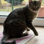 Pitschi (Peachy) – Katze, Weibchen, 2 Monate, 97816 Lohr – Foto 23