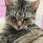 Pitschi (Peachy) – Katze, Weibchen, 2 Monate, 97816 Lohr – Foto 24