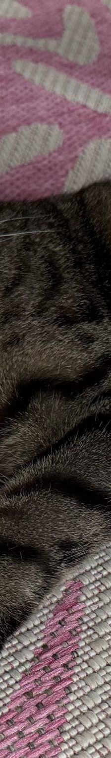 Pitschi (Peachy) – Katze, Weibchen, 2 Monate, 97816 Lohr – Foto 4