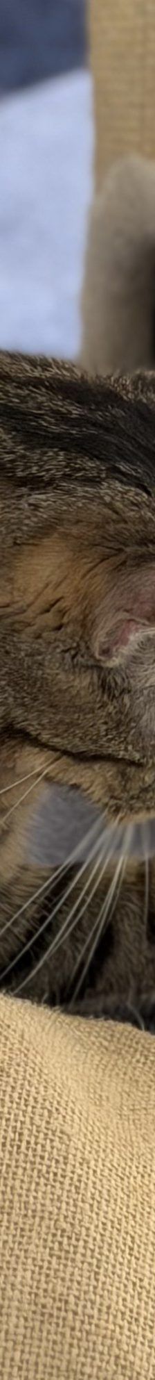Pitschi (Peachy) – Katze, Weibchen, 2 Monate, 97816 Lohr – Foto 5