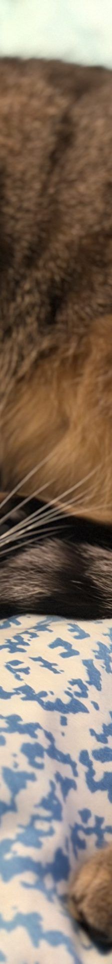 Pitschi (Peachy) – Katze, Weibchen, 2 Monate, 97816 Lohr – Foto 7
