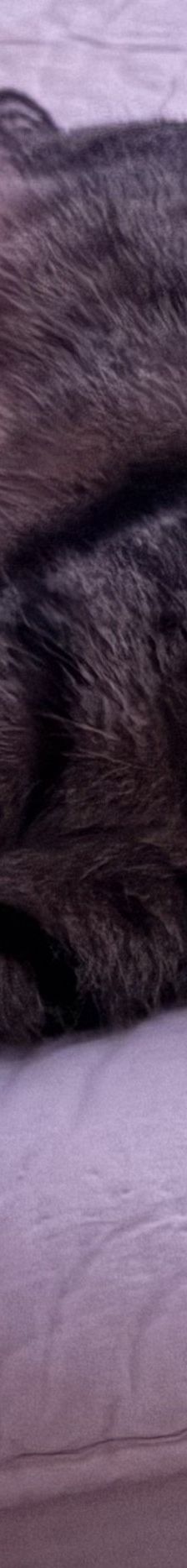 Pitschi (Peachy) – Katze, Weibchen, 2 Monate, 97816 Lohr – Foto 8