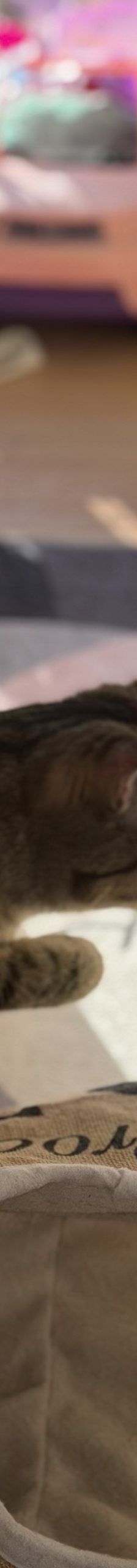 Pitschi (Peachy) – Katze, Weibchen, 2 Monate, 97816 Lohr – Foto 10