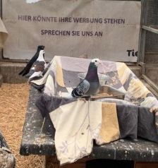 Amanda – Gemalte Amadine, Weibchen, 4 Jahre, 70195 Stuttgart-Botnang – Foto 22
