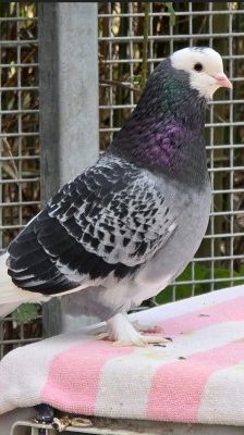 Amanda – Gemalte Amadine, Weibchen, 4 Jahre, 70195 Stuttgart-Botnang – Foto 5