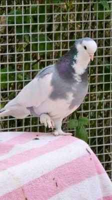 Amanda – Gemalte Amadine, Weibchen, 4 Jahre, 70195 Stuttgart-Botnang – Foto 7