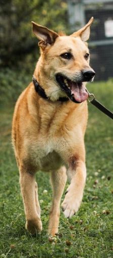 Teddy – Belgischer Schäferhund-Labrador-Mix, Männchen, 8 Jahre, 70195 Stuttgart-Botnang – Foto 1