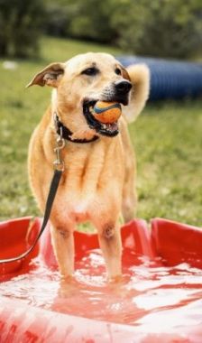 Teddy – Belgischer Schäferhund-Labrador-Mix, Männchen, 8 Jahre, 70195 Stuttgart-Botnang – Foto 2