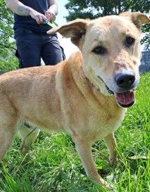 Teddy – Belgischer Schäferhund-Labrador-Mix, Männchen, 8 Jahre, 70195 Stuttgart-Botnang – Foto 11