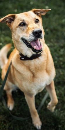 Teddy – Belgischer Schäferhund-Labrador-Mix, Männchen, 8 Jahre, 70195 Stuttgart-Botnang – Foto 3