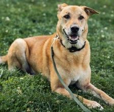 Teddy – Belgischer Schäferhund-Labrador-Mix, Männchen, 8 Jahre, 70195 Stuttgart-Botnang – Foto 4
