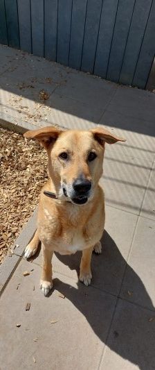 Teddy – Belgischer Schäferhund-Labrador-Mix, Männchen, 8 Jahre, 70195 Stuttgart-Botnang – Foto 5