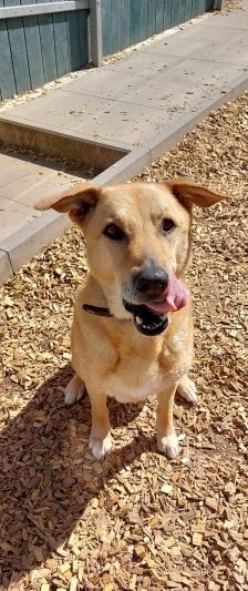 Teddy – Belgischer Schäferhund-Labrador-Mix, Männchen, 8 Jahre, 70195 Stuttgart-Botnang – Foto 6
