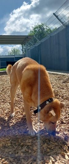 Teddy – Belgischer Schäferhund-Labrador-Mix, Männchen, 8 Jahre, 70195 Stuttgart-Botnang – Foto 7