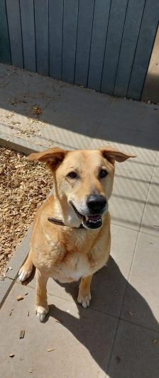 Teddy – Belgischer Schäferhund-Labrador-Mix, Männchen, 8 Jahre, 70195 Stuttgart-Botnang – Foto 8