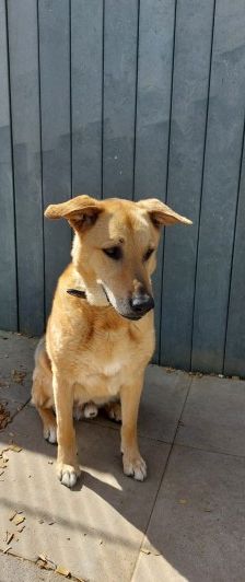 Teddy – Belgischer Schäferhund-Labrador-Mix, Männchen, 8 Jahre, 70195 Stuttgart-Botnang – Foto 9