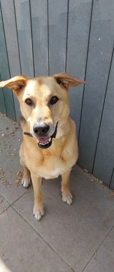 Teddy – Belgischer Schäferhund-Labrador-Mix, Männchen, 8 Jahre, 70195 Stuttgart-Botnang – Foto 10