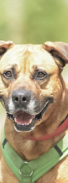 Boomer – Mix-Boxer-Rodesian Ridgeback, Männchen, 7 Jahre 2 Monate, 45141 Essen – Foto 1
