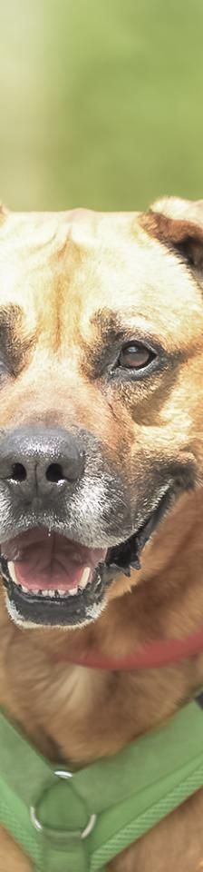 Boomer – Mix-Boxer-Rodesian Ridgeback, Männchen, 7 Jahre 2 Monate, 45141 Essen – Foto 2