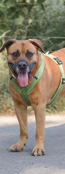 Boomer – Mix-Boxer-Rodesian Ridgeback, Männchen, 7 Jahre 2 Monate, 45141 Essen – Foto 3